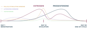 Graph showing levels of follicle stimulating hormone, luteinizing hormone, and testosterone starting on the first day of menstruation through ovulation (estrogen) until the end of the menstrual cycle (progesterone).