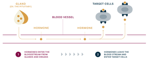 Chart showing glandular and organ production of hormones as they enter the bloodstream and are delivered to target cells.