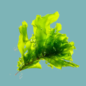 Seaweed is one of the few plants that contain taurine, an amino acid that supports the nervous system, eye health, and digestion.